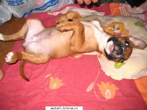 Alma - Bine v-am gasit! Febletea mea se numeste Alma si - My Amstaff