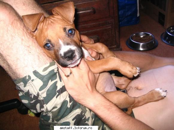 Alma - alma - My Amstaff