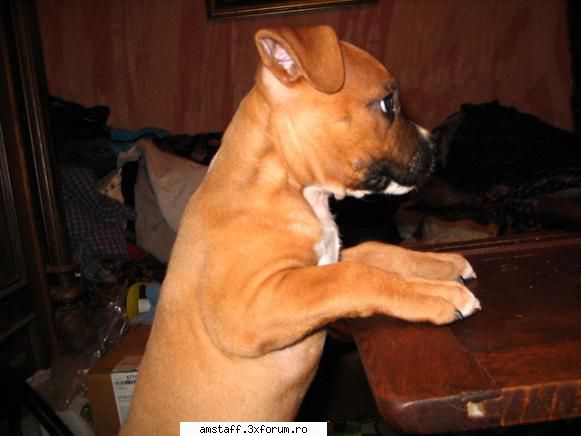 Alma - alma - My Amstaff