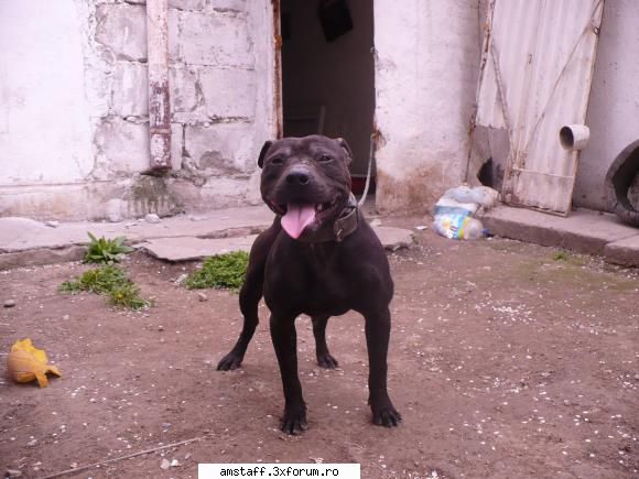 vanzare apbt mascul,are ani raspunde numele tiganu.